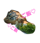 Leopard tortoises（個別スタンプ：2）