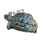 Leopard tortoises（個別スタンプ：4）