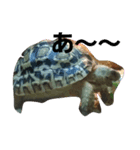 Leopard tortoises（個別スタンプ：5）