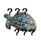 Leopard tortoises（個別スタンプ：7）