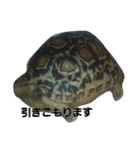 Leopard tortoises（個別スタンプ：8）