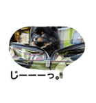 pomrenkon（個別スタンプ：4）