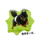 pomrenkon（個別スタンプ：7）