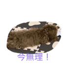 日常で使いそうなココアスタンプ（個別スタンプ：7）