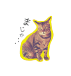 バレとマルクのニャンだふるライフ（個別スタンプ：1）