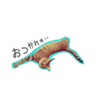 バレとマルクのニャンだふるライフ（個別スタンプ：2）