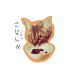 バレとマルクのニャンだふるライフ（個別スタンプ：4）