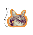 バレとマルクのニャンだふるライフ（個別スタンプ：5）