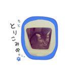 バレとマルクのニャンだふるライフ（個別スタンプ：6）