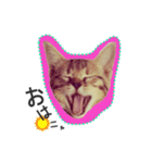 バレとマルクのニャンだふるライフ（個別スタンプ：8）