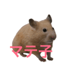 はむとねこ（個別スタンプ：2）