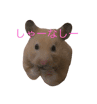 はむとねこ（個別スタンプ：3）