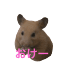 はむとねこ（個別スタンプ：4）