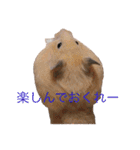 はむとねこ（個別スタンプ：7）