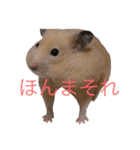 はむとねこ（個別スタンプ：8）