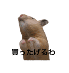 はむとねこ（個別スタンプ：10）