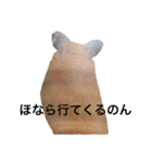 はむとねこ（個別スタンプ：13）