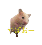 はむとねこ（個別スタンプ：18）