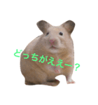 はむとねこ（個別スタンプ：20）