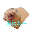 はむとねこ（個別スタンプ：21）