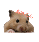はむとねこ（個別スタンプ：22）