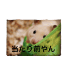 はむとねこ（個別スタンプ：23）
