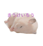 はむとねこ（個別スタンプ：24）