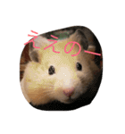 はむとねこ（個別スタンプ：26）