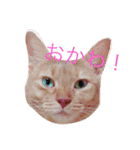はむとねこ（個別スタンプ：28）