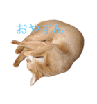 はむとねこ（個別スタンプ：29）