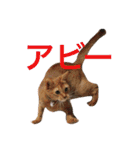 はむとねこ（個別スタンプ：31）