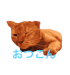 はむとねこ（個別スタンプ：32）