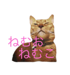 はむとねこ（個別スタンプ：33）
