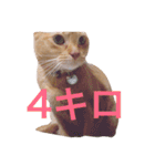 はむとねこ（個別スタンプ：34）