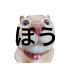 はむとねこ（個別スタンプ：35）