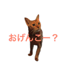 はむとねこ（個別スタンプ：36）