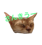 はむとねこ（個別スタンプ：40）