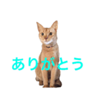 アビーのスタンプ（個別スタンプ：4）