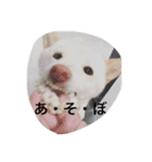 白柴犬おゆき（個別スタンプ：1）