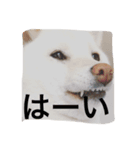 白柴犬おゆき（個別スタンプ：2）