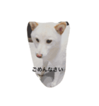 白柴犬おゆき（個別スタンプ：3）