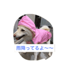 白柴犬おゆき（個別スタンプ：4）