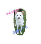 白柴犬おゆき（個別スタンプ：5）