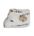 白柴犬おゆき（個別スタンプ：6）