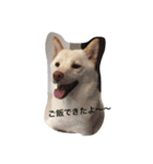 白柴犬おゆき（個別スタンプ：8）