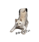 白柴犬おゆき（個別スタンプ：9）