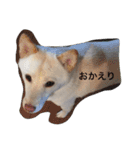 白柴犬おゆき（個別スタンプ：10）