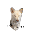白柴犬おゆき（個別スタンプ：12）