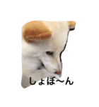 白柴犬おゆき（個別スタンプ：13）