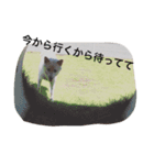 白柴犬おゆき（個別スタンプ：14）